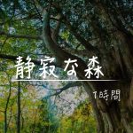 【立体音響・睡眠用BGM】静寂な森で眠る！「鳥のさえずりと川の音」作業 睡眠 読書 瞑想 ヨガ 勉強用BGM