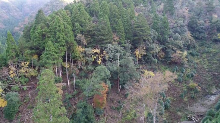 【成約済】山いちば 山林物件情報 No.002　京都府南丹市美山町深見