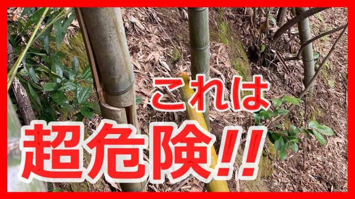 【竹林整備】絶対ダメ!!数日にわたって竹の伐採をするときに守らなければいけない作業!!誰も傷つけない作業を徹底!!!#稲屋の田舎チャンネル