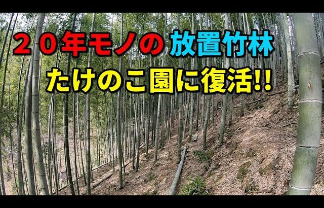 ２年で放置竹林が復活！後１年管理すれば成園に