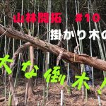 【山林開拓】#10　巨大なかかり木を撤去！