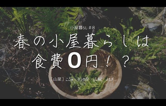 春の小屋暮らしは「０円」食材！？｜［山菜］こごみ・タラの芽の見分け方・調理方法｜おまけ：田舎の休日はこんなもの？[＃８]