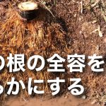 【源流開拓・竹林整備】竹の抜根