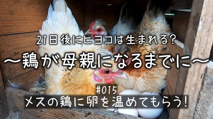 #015　鶏が托卵　有精卵の孵化に挑戦！　素敵な田舎暮らしを目指して