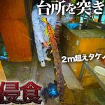【恐怖】家の床を突き抜けるタケノコ…竹林の放置は危険!!【82日目】