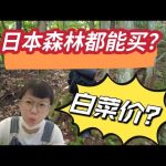 【日本看地】100万能买日本的土地？买块森林造自己的想国！生活还能这样？？