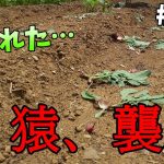 【山林開拓】#105「収穫間際の野菜が食われました」