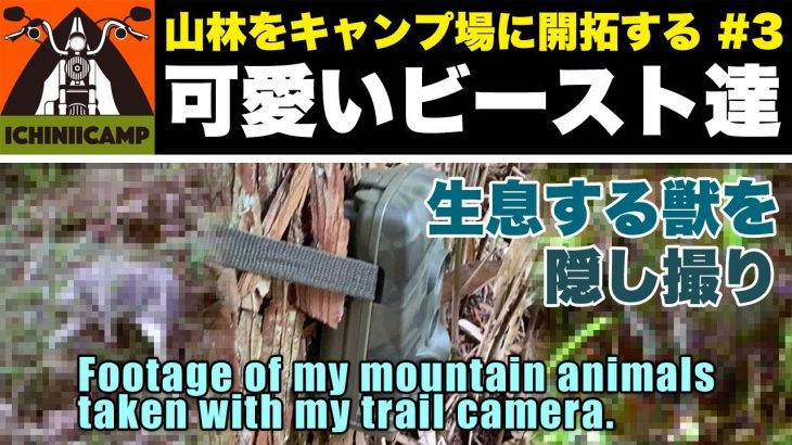 【キャンプ場を作る】可愛いビーストを隠し撮りの巻｜山林をキャンプ場に開拓するシーズン１＃３[いちにいキャンプちゃんねる]