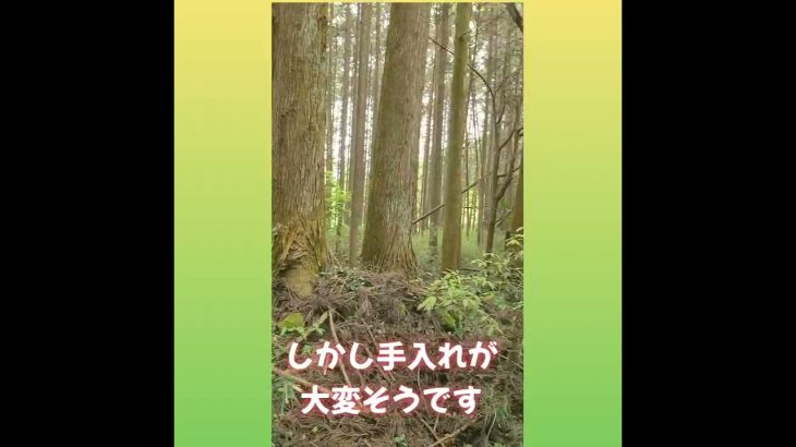 遂に念願の山林を購入しました!