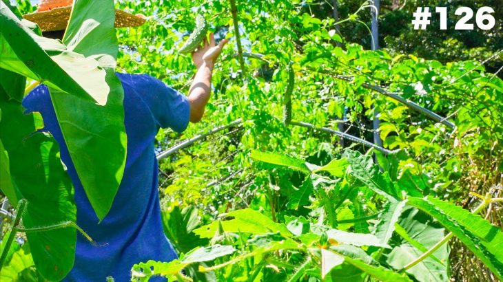 【山開拓から5年】自給自足畑ビフォーアフター…謎の瓜を食べる…