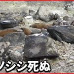 【何が】一度に8頭の死がい…硫化水素を吸い込んだか  栃木・那須町