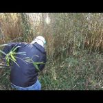竹藪の開拓方法（篠竹）