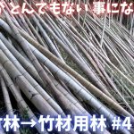枯竹やばすぎｗ【放置竹林を竹材用林へ ４日目】