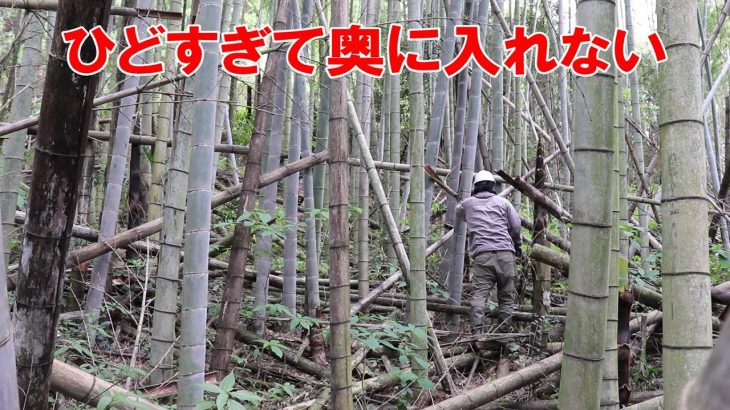 未開拓の奥の竹藪に竹の子を折りと竹切