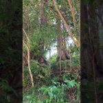 500万円　静岡県下田市山林6000坪　木々が鬱蒼としています