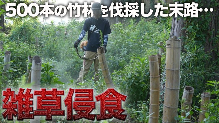 竹林がジャングル化…雑草まみれの庭を新たな草刈機で一掃！！【廃墟復興292日目】