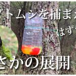 【家族で別荘作り #7】まさかの展開…！？カブトムシを捕まえるはずが… #別荘　#小屋  #diy  #土地開拓　#小屋作り