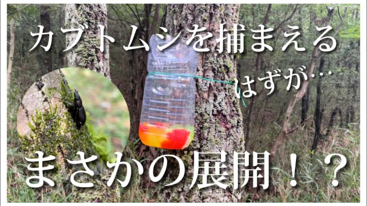 【家族で別荘作り #7】まさかの展開…！？カブトムシを捕まえるはずが… #別荘　#小屋  #diy  #土地開拓　#小屋作り