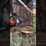 プロの伐採が凄すぎた！ #Shorts #チェンソー #伐採 #林業