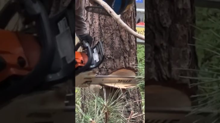 プロの伐採が凄すぎた! #Shorts #チェンソー #伐採 #林業