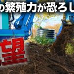 【後悔】家の庭には竹は植えないで…竹の恐ろしさを実感しました。【廃墟復興340日目】