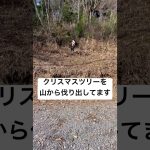 クリスマスツリーを作ろう　我が家の山林からもみの木🌲を伐り出してます