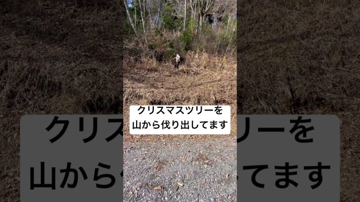 クリスマスツリーを作ろう　我が家の山林からもみの木🌲を伐り出してます