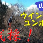 【山開拓】ウインチとミニユンボによる枯損木の伐倒と集積