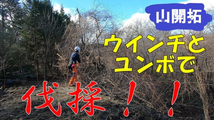 【山開拓】ウインチとミニユンボによる枯損木の伐倒と集積