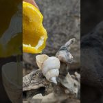 Nature-Inspired Shell Candle #survival #outdoors #diy #bushcraft  #youtubeshorts
