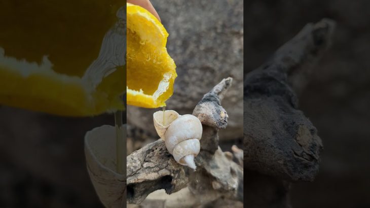 Nature-Inspired Shell Candle #survival #outdoors #diy #bushcraft  #youtubeshorts
