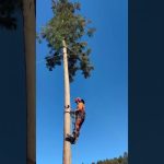 【危険注意】杉の伐採で引っ張られて抱きしめる