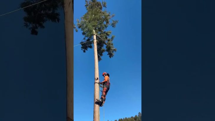 【危険注意】杉の伐採で引っ張られて抱きしめる