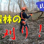 【山開拓】30年以上放置の山林を笹刈りしてみた結果‼