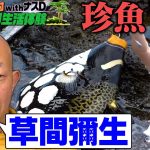 【5話】バイきんぐ西村の無人島0円生活体験withナスD〜珍魚GET〜