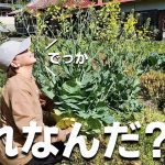 【古民家再生232】野菜が巨大化!?庭と畑の手入れをします  Restoration of old houses and country life