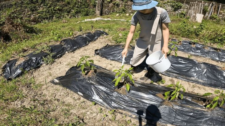 【古民家に住もう#172】豪農を目指して今週は畑を