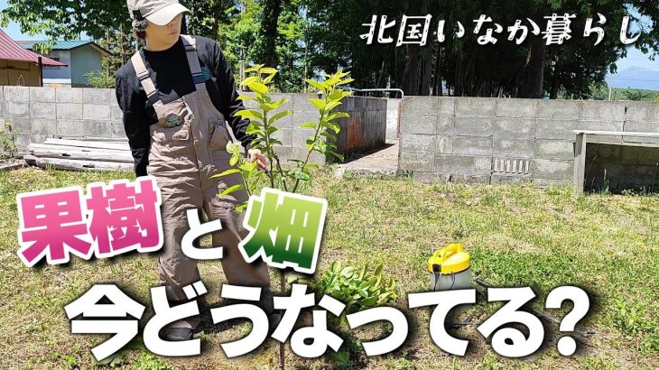 【古民家再生239】古民家の果樹達と畑の現状 Restoration of old houses and country life