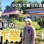 【古民家再生244】敷地整備の裏で実はやってた畑作業まとめ!  Restoration of old houses and country life