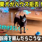 甲斐犬がハウスを拒否するので２歳に説得を頼んだらこうなった【別荘開拓編シーズン４】