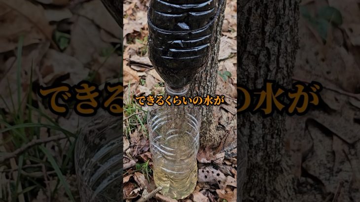 無人島で遭難した時生き残る方法