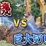 【古民家再生251】樹高20M超え!?連結した切り株を伐根  Restoration of old houses and country life