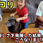 【ホッコリ】言葉なしで通じ合う！甲斐犬と２歳がこうなった理由が・・・【別荘開拓編シーズン５】