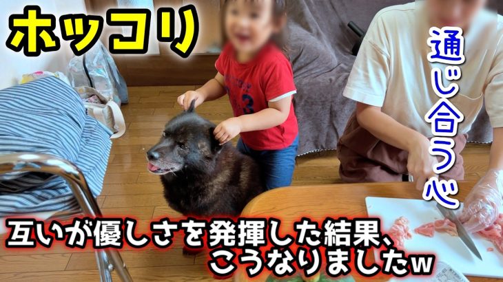 【ホッコリ】言葉なしで通じ合う！甲斐犬と２歳がこうなった理由が・・・【別荘開拓編シーズン５】