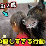 【忠犬】叱られ落ち込む２歳に甲斐犬が優しすぎて涙【別荘開拓編シーズン５第３話】