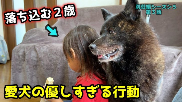 【忠犬】叱られ落ち込む２歳に甲斐犬が優しすぎて涙【別荘開拓編シーズン５第３話】