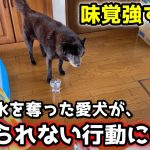 水を奪った愛犬が驚きの行動にw 甲斐犬の味覚が鋭すぎる！【別荘開拓編シーズン5第5話】