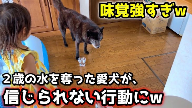 水を奪った愛犬が驚きの行動にw 甲斐犬の味覚が鋭すぎる！【別荘開拓編シーズン5第5話】