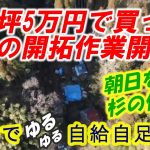 600坪5万円で買った山林の開拓作業開始！朝日を遮っている杉を伐採する！【田舎でゆるゆる自給自足生活 ／ 第138回】