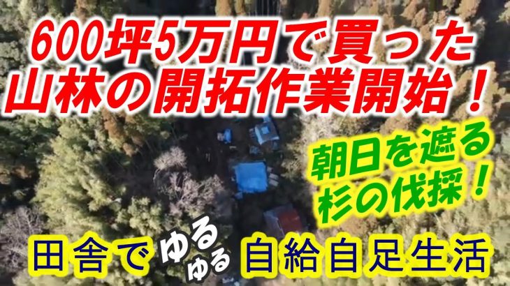 600坪5万円で買った山林の開拓作業開始！朝日を遮っている杉を伐採する！【田舎でゆるゆる自給自足生活 ／ 第138回】